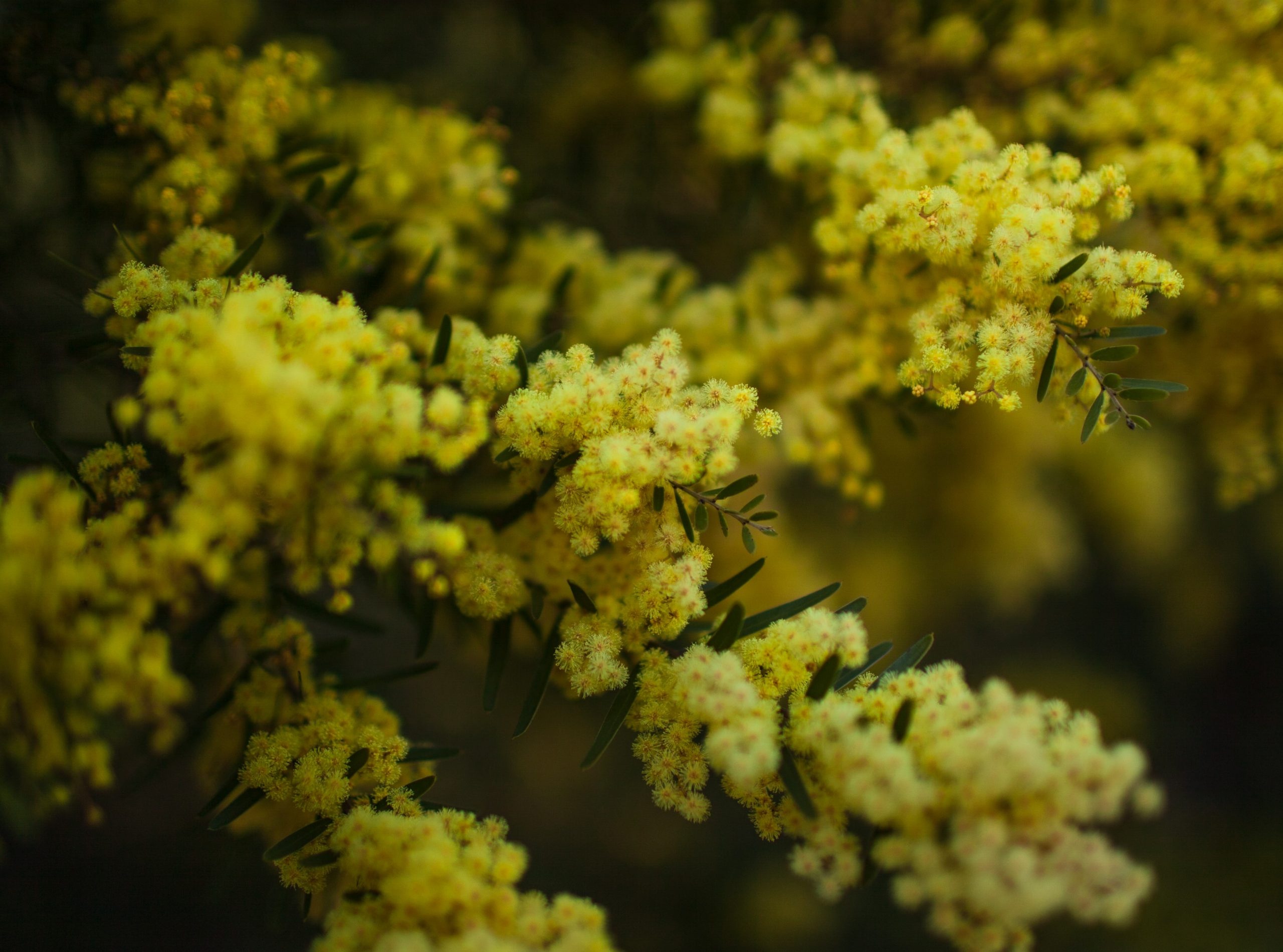 Australian Native Flora: The Homegrown Heroes