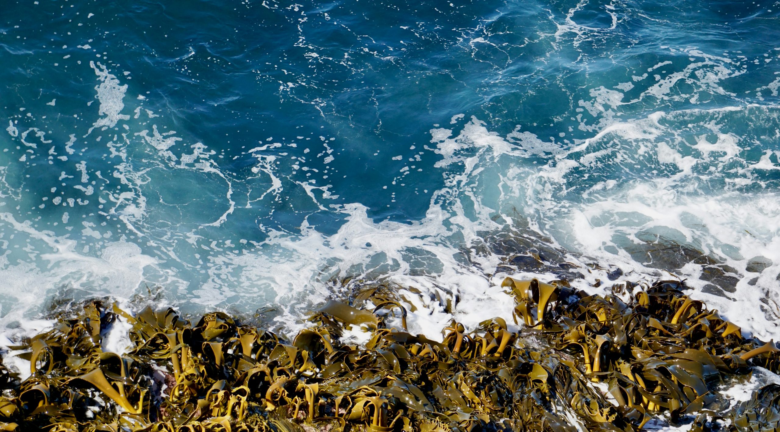Wavey Sea Reeds Why Seaweed Is Making Waves in Skincare